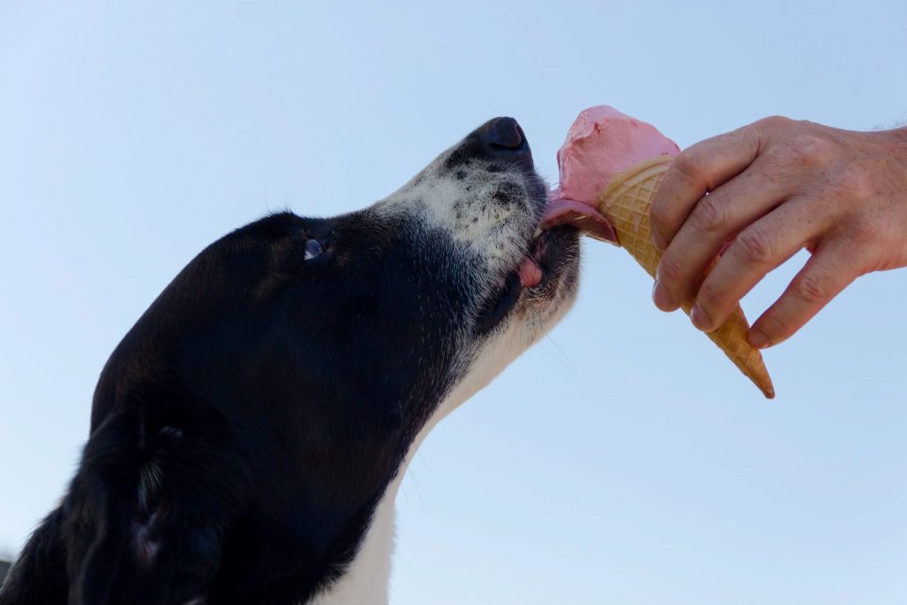 Existe sorvete para cachorro.
