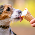 Sorvete para cachorro: uma alternativa para refrescar o seu pet!