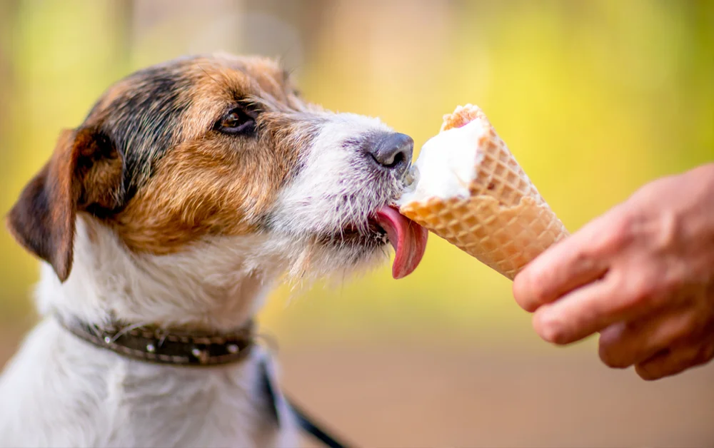 Sorvete para cachorro: uma alternativa para refrescar o seu pet!
